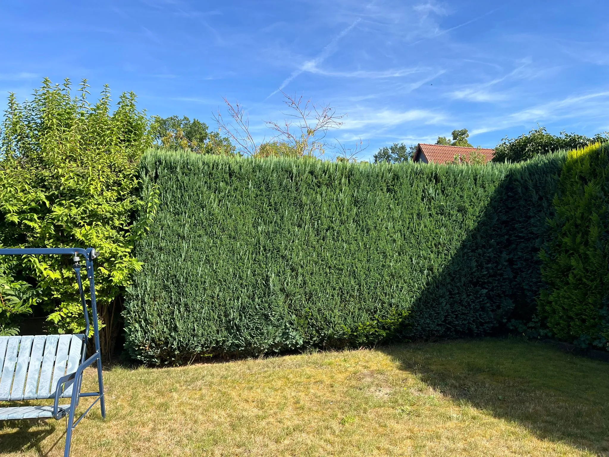 Heckenschnitt - Vorher